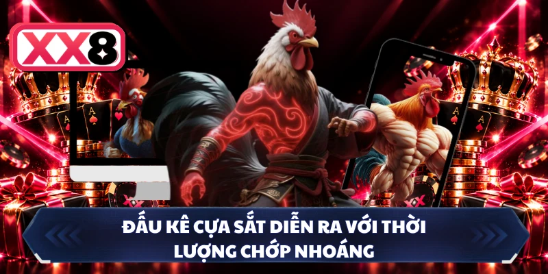 Đấu kê cựa sắt diễn ra với thời lượng chớp nhoáng